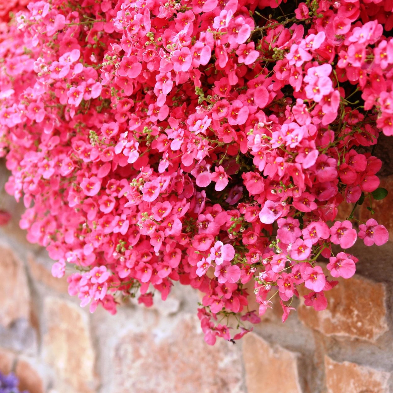 Цветок диасция ампельная