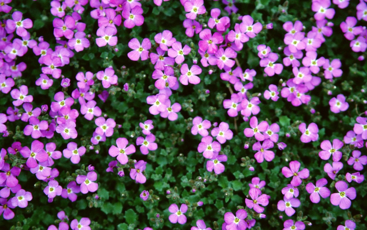 Мелкие цветочки