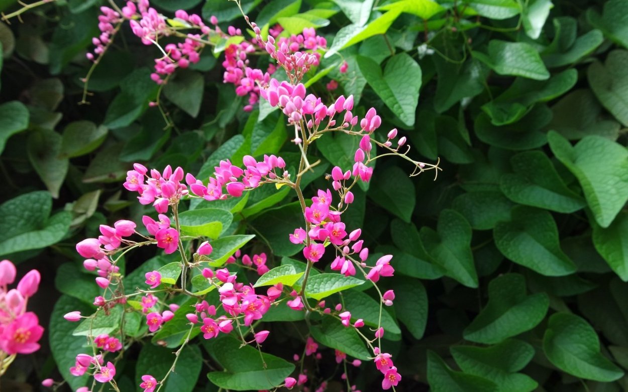 Красивые мелкие цветы