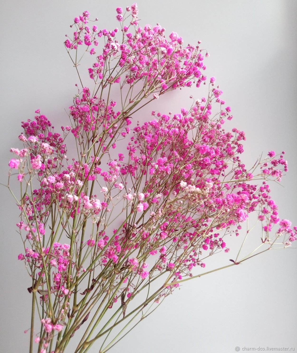 Гипсофила метельчатая Роуз