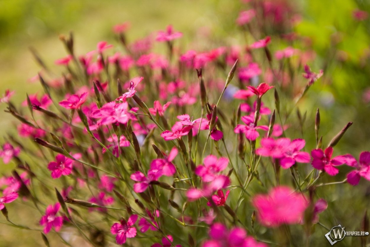 Гвоздика травянка Луговая