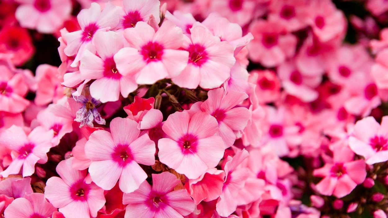 Мелкие розовые цветы