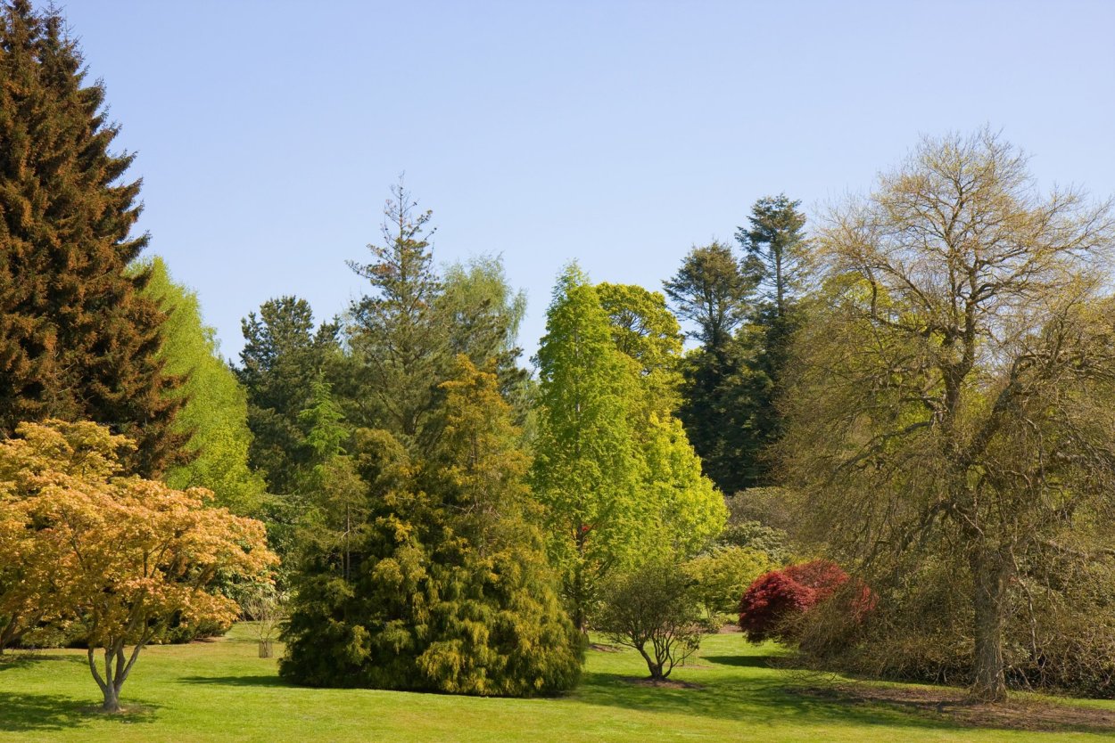 Хвойные листопадные деревья и кустарники