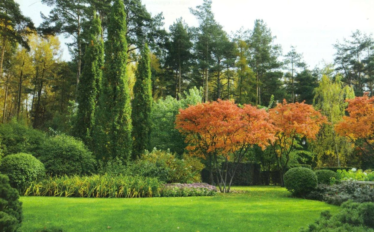 Куртина растений кустарников