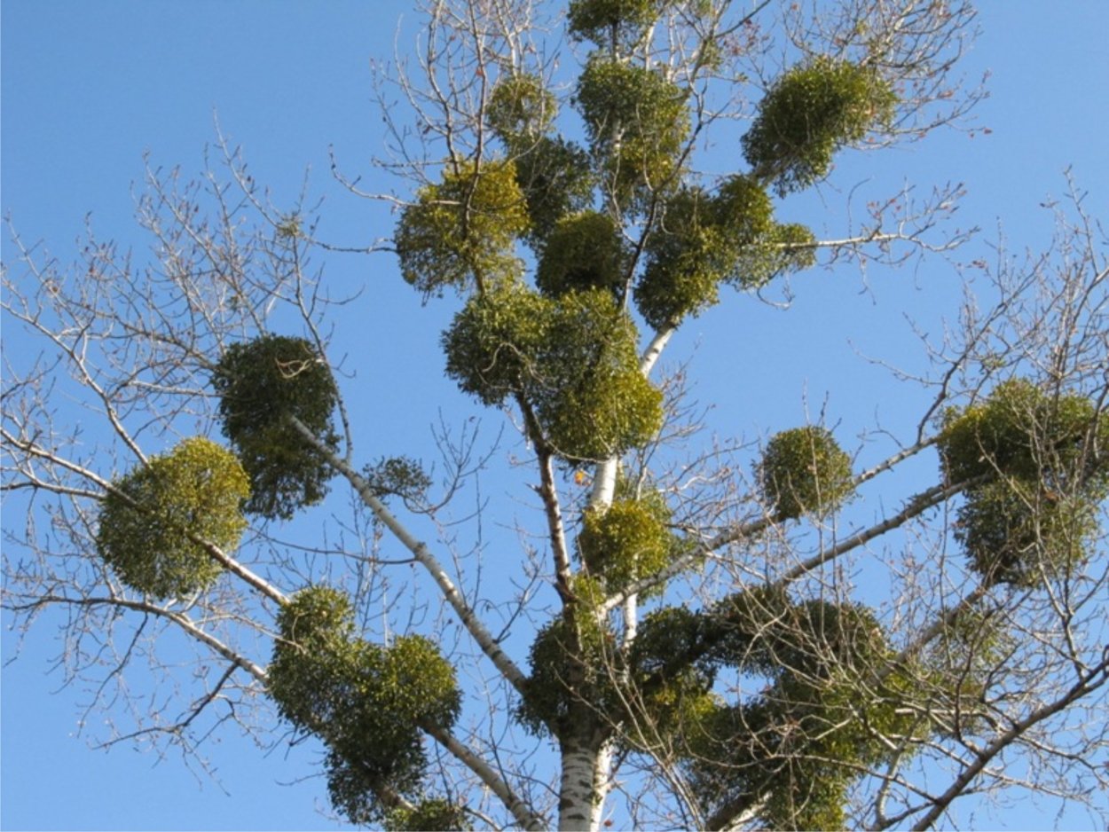 Омела белая растение паразит
