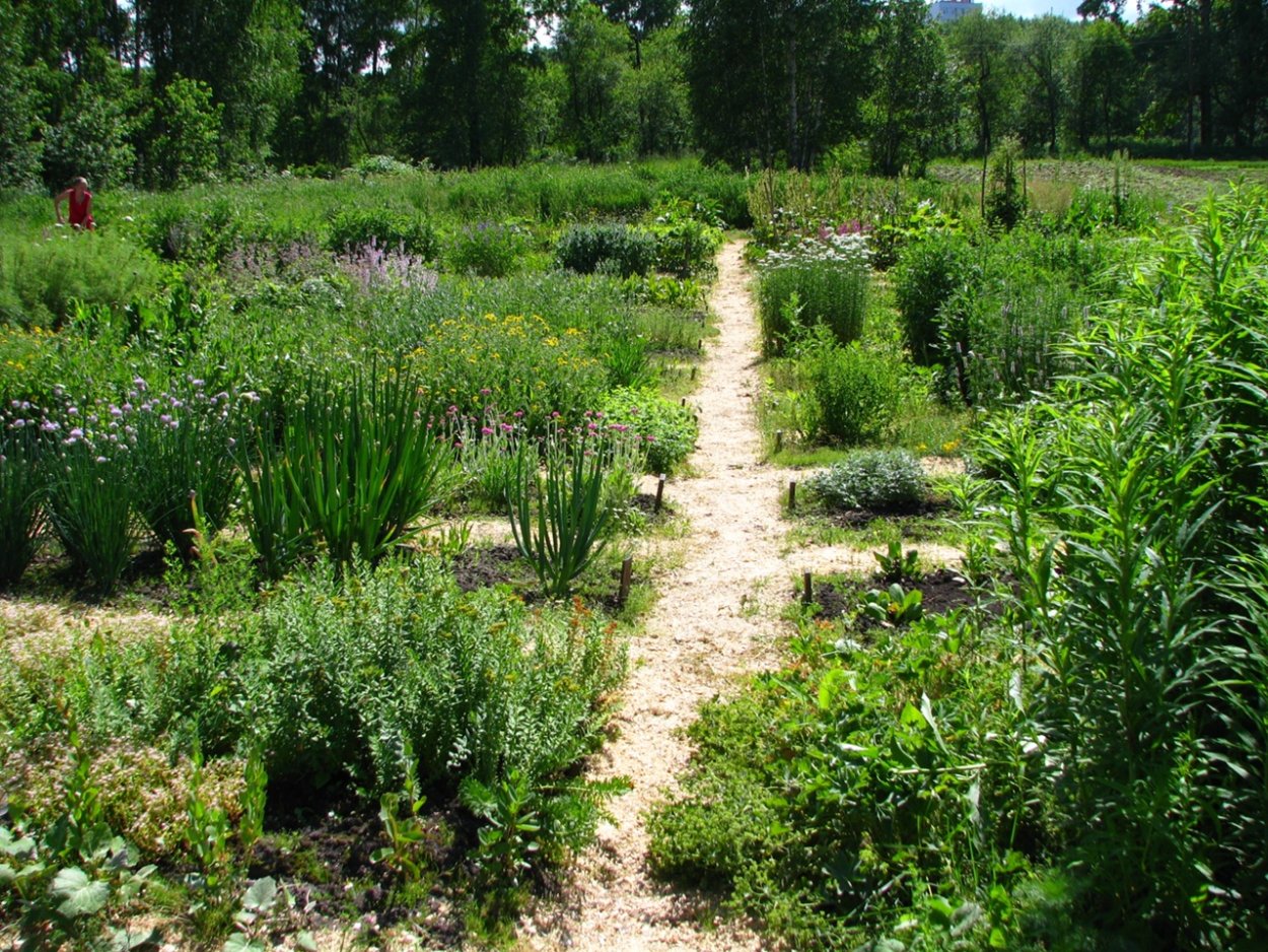 Растения-интродуценты парка Белоусова