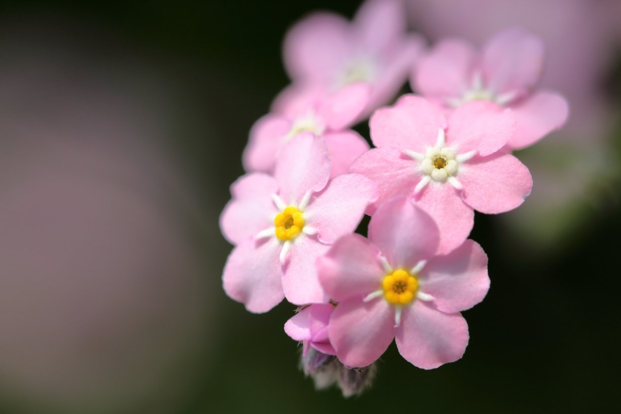 Незабудка Лесная розовая