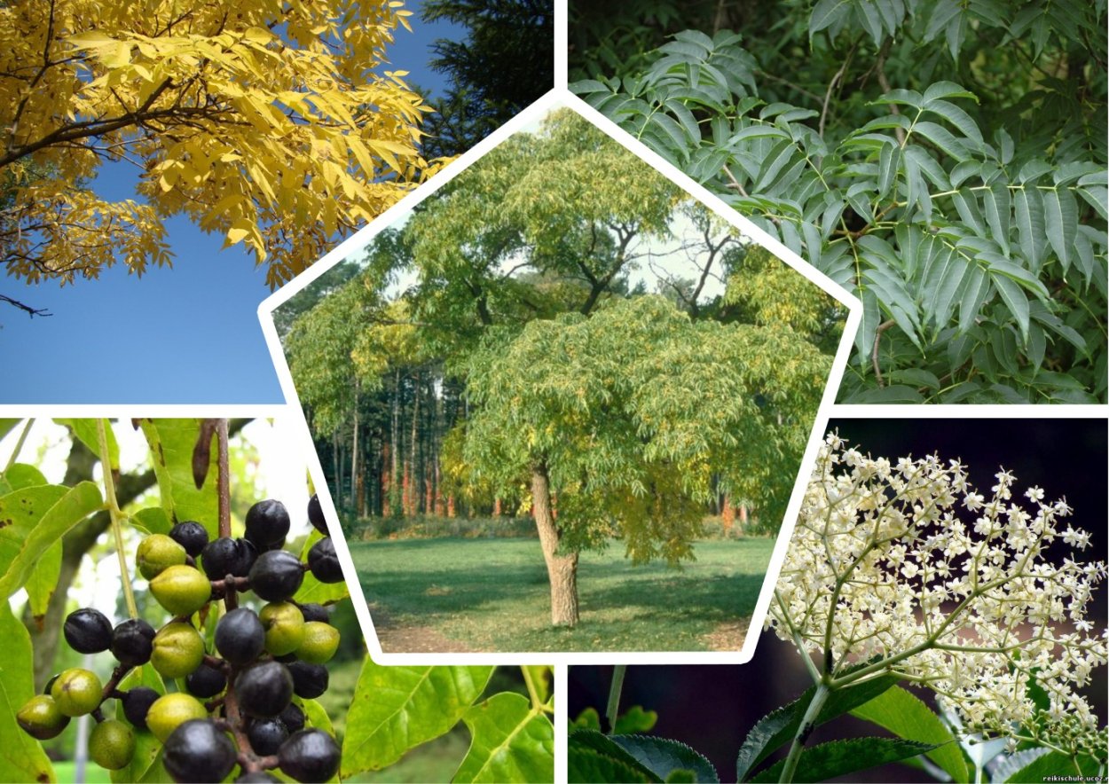 Бархат Амурский цветение