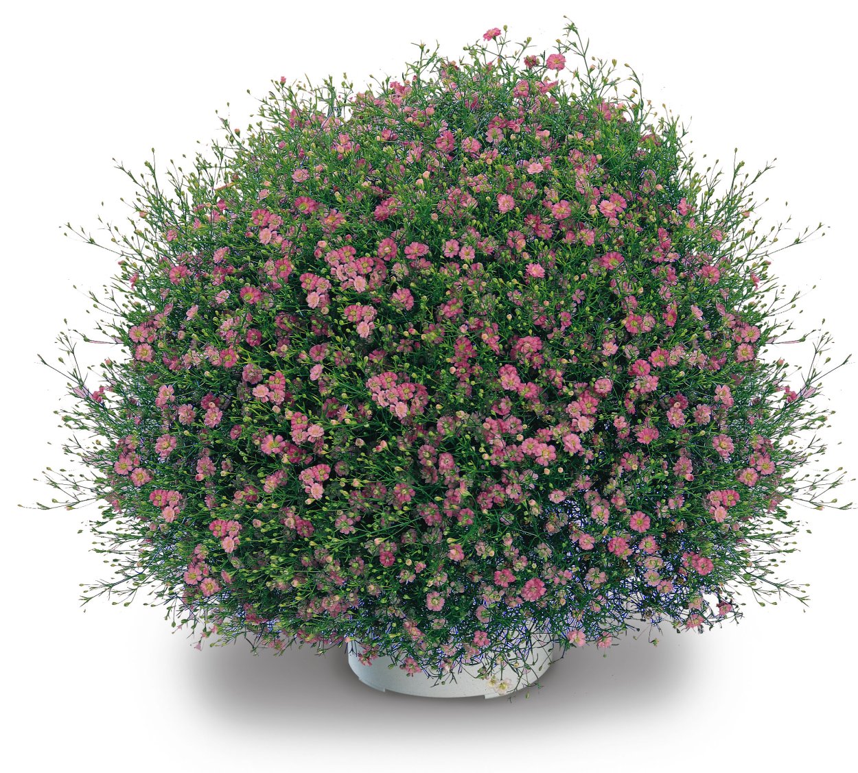 Гипсофила Паникулята Роуз