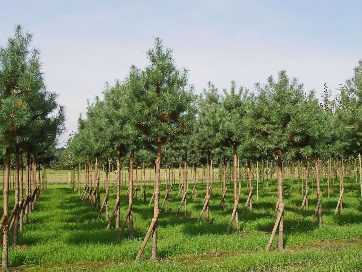 Сосна Пиния питомник