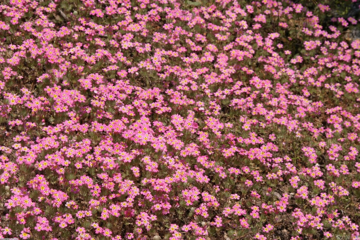 Маленькие розовые цветочки