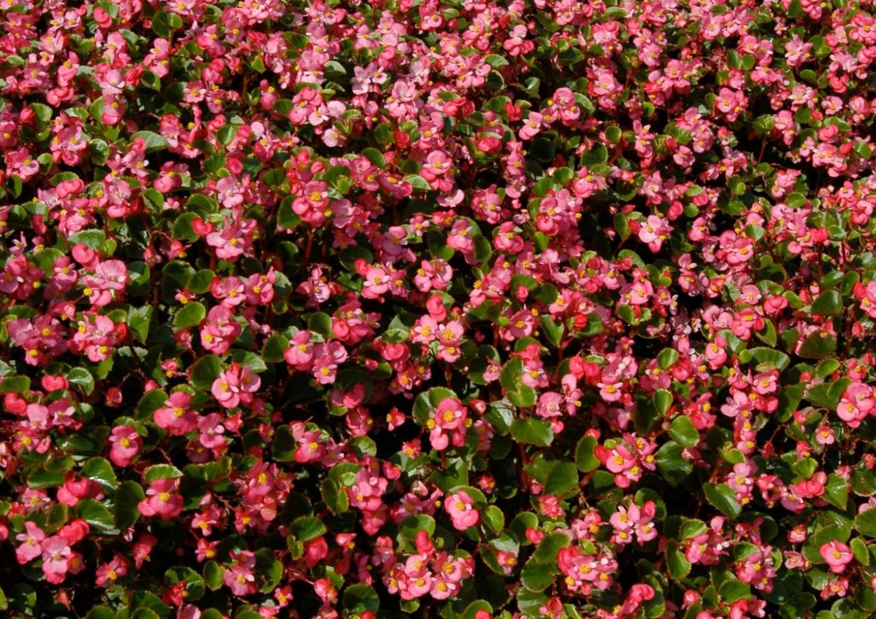 Цветочный фон