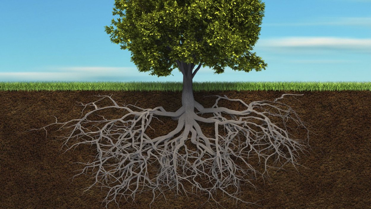 Корни дерева