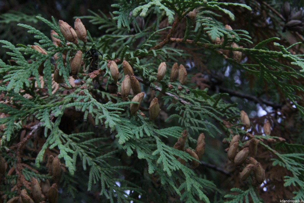 Туя Западная шишки