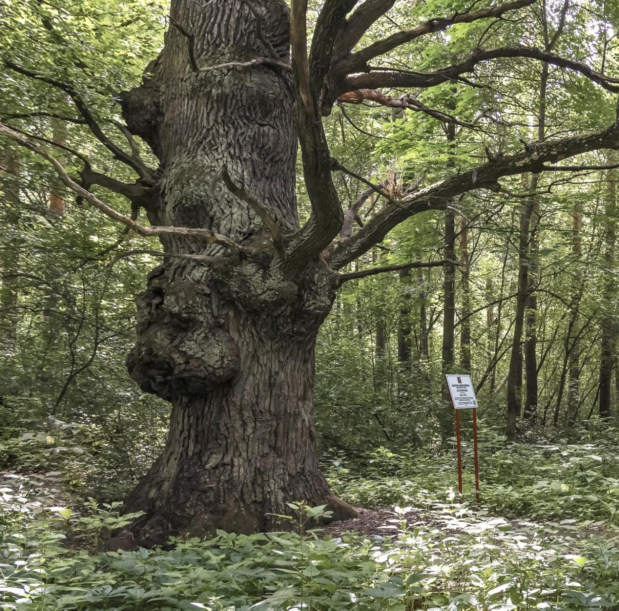 Дуб черешчатый Льгов