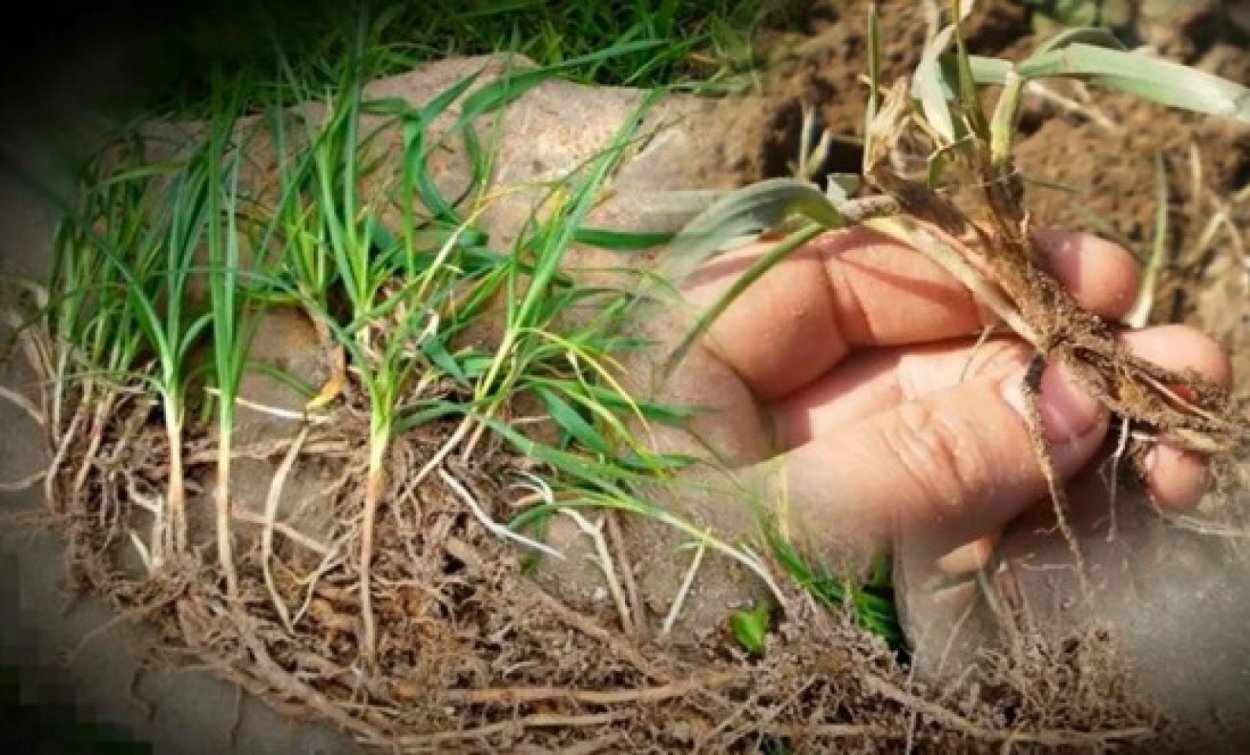 Пырей ползучий корень