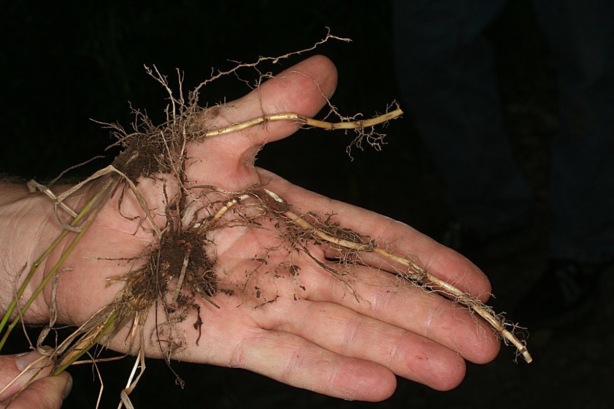 Пырей ползучий строение