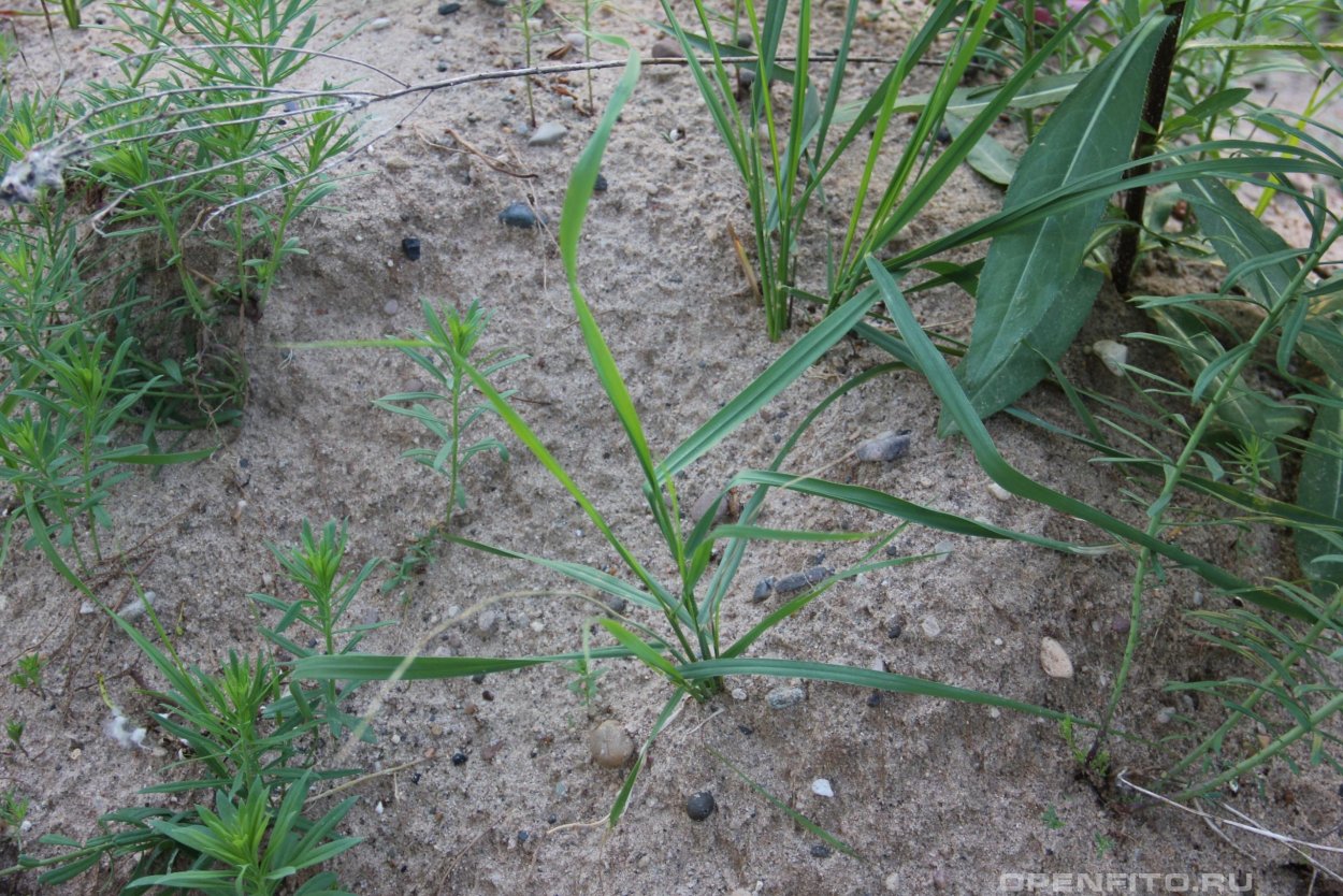 Трава пырей корни