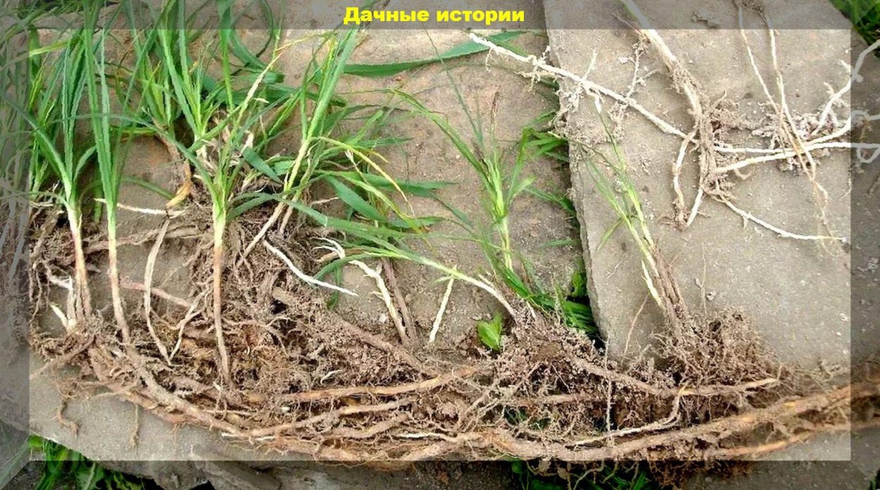 Пырей ползучий корень