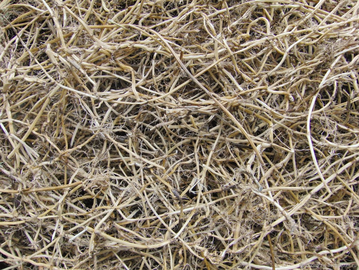 Пырейник (Elytrigia repens) гербарий