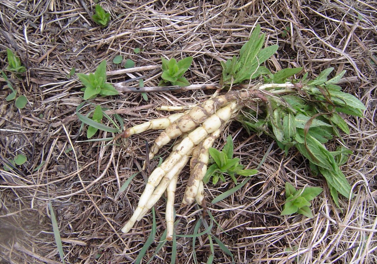 Пырей ползучий (Elymus repens)