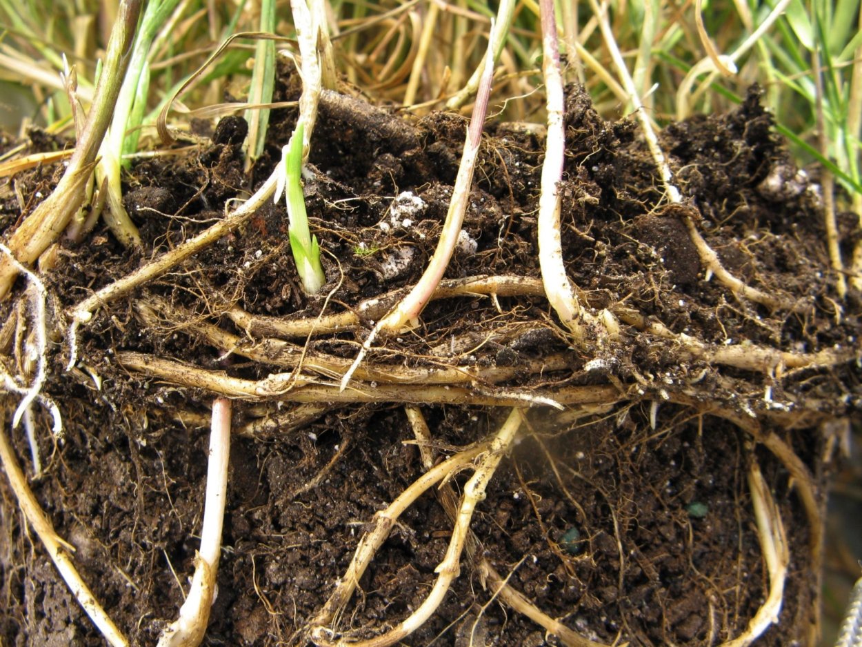 Пырей ползучий