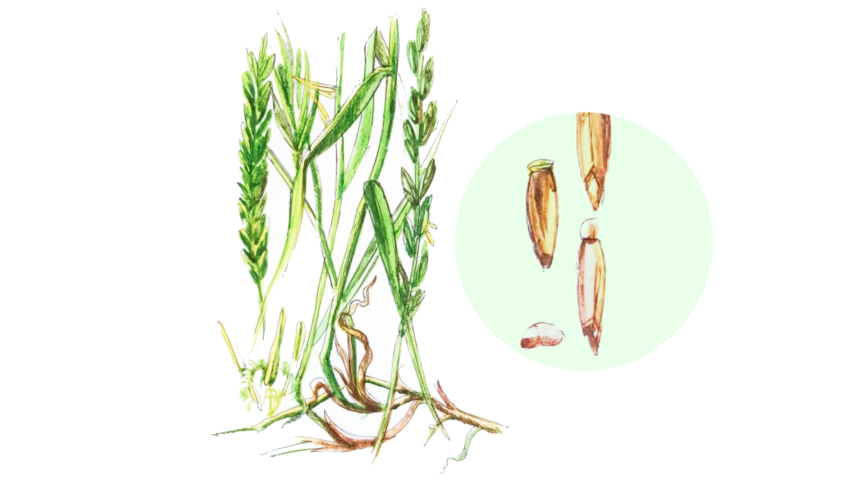 Пырей ползучий (Elytrígia répens)