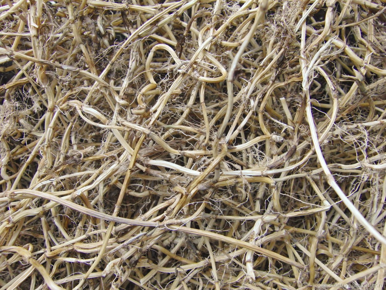 Пырей сизый