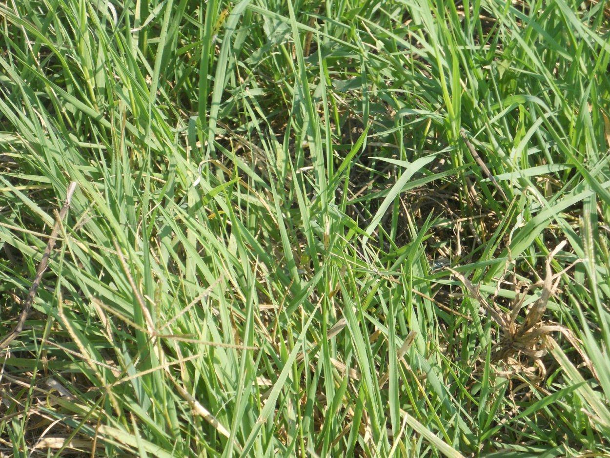 Гербарий пырея с корневищем