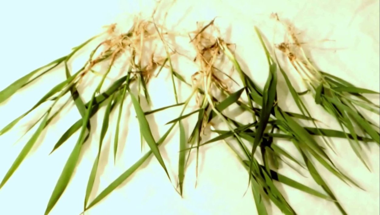 Пырей ползучий