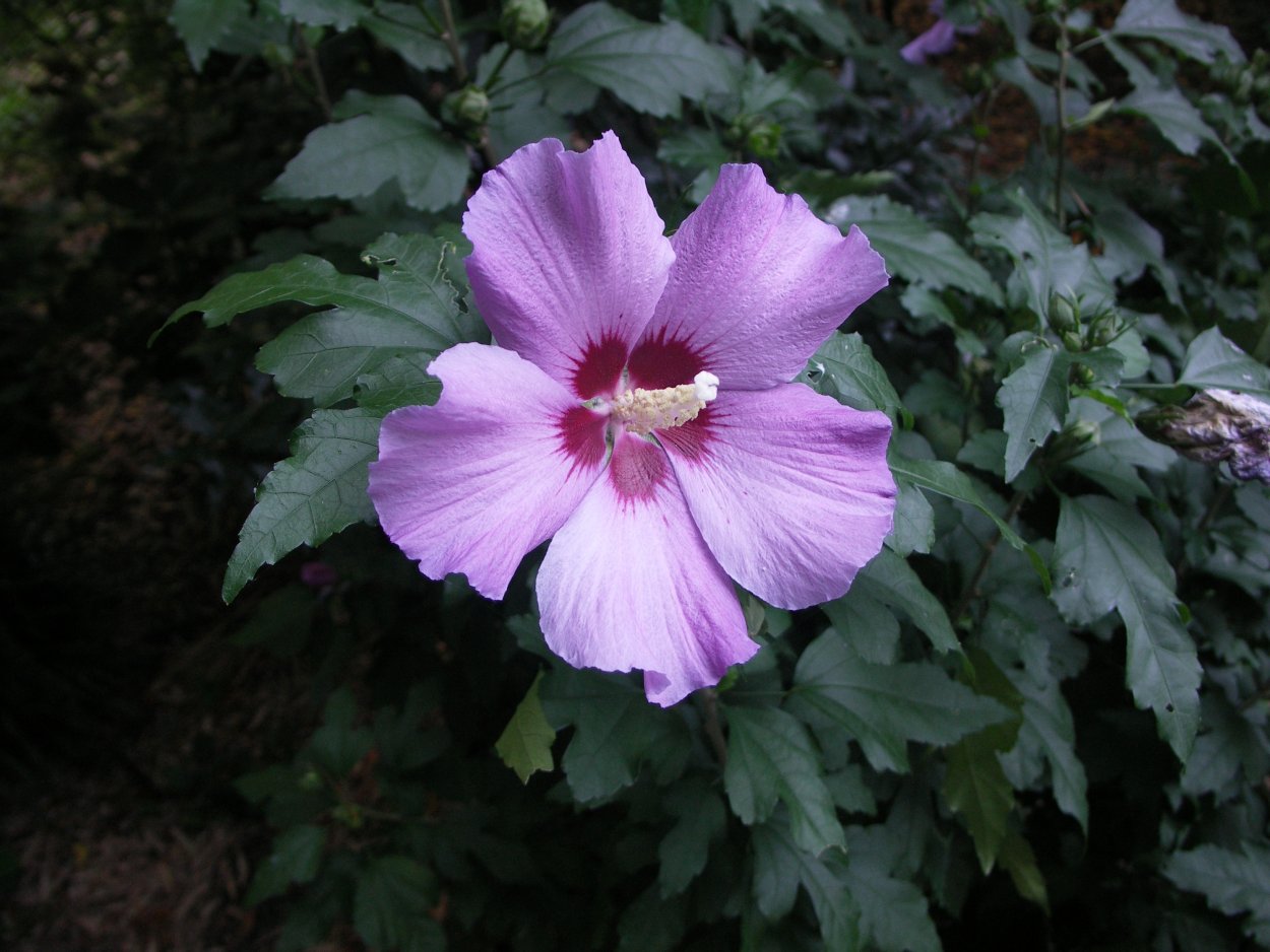 Гибискус тройчатый — однолетник