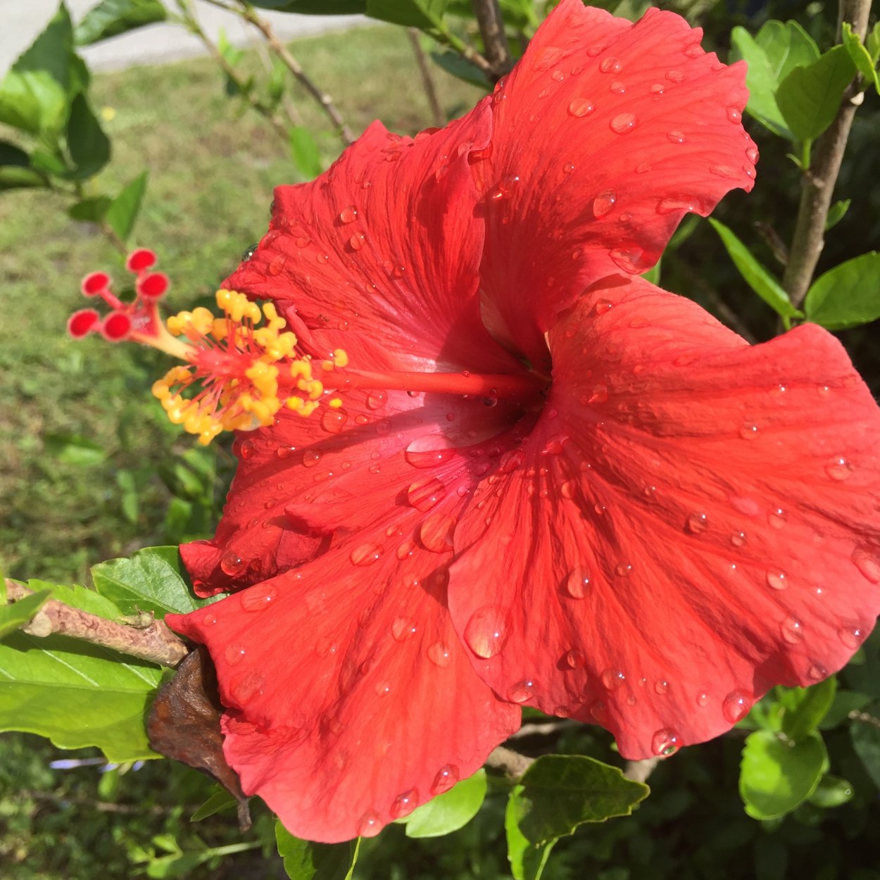 Гибискус тройчатый