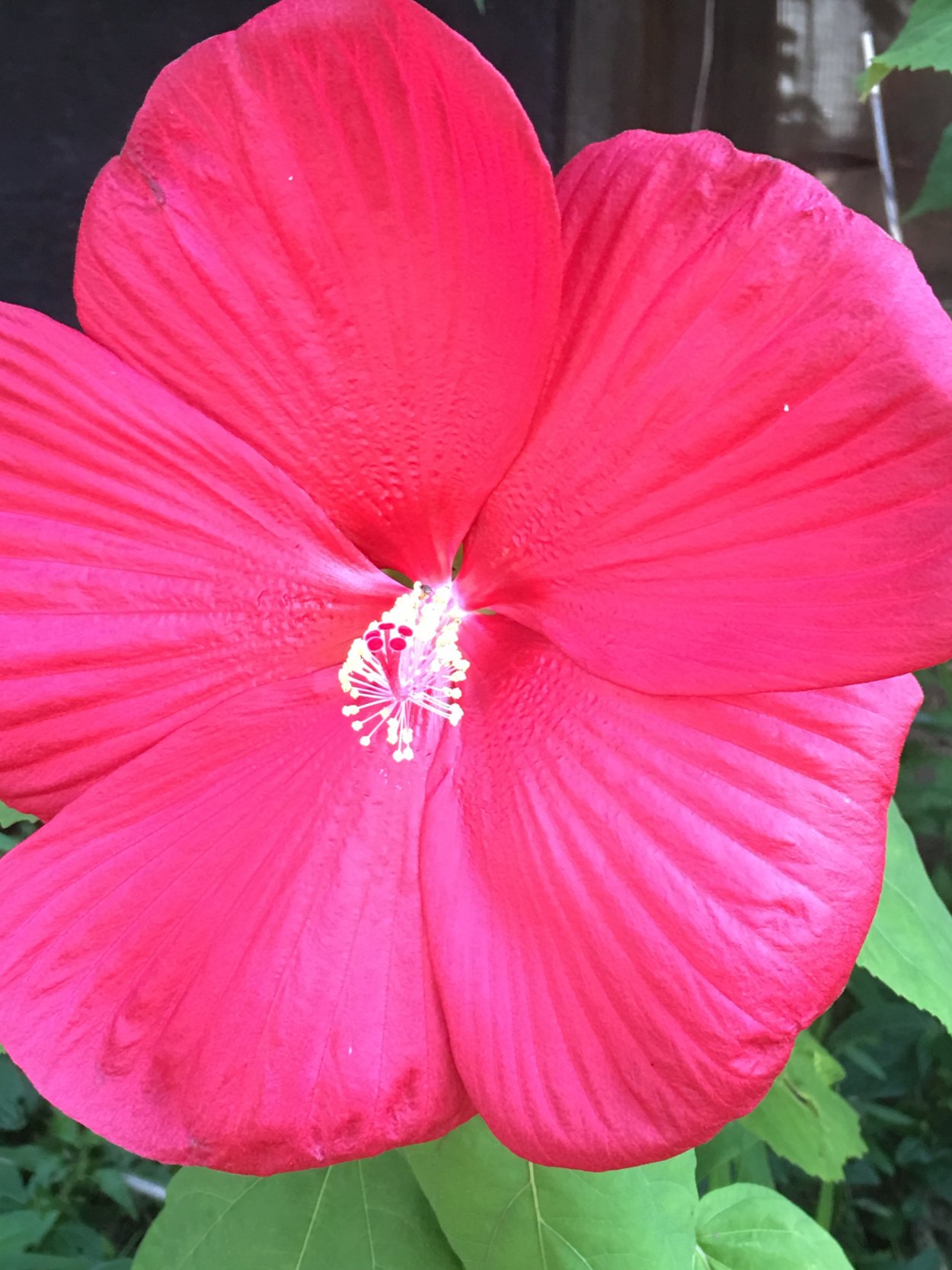 Гибискус сорт Гавайи