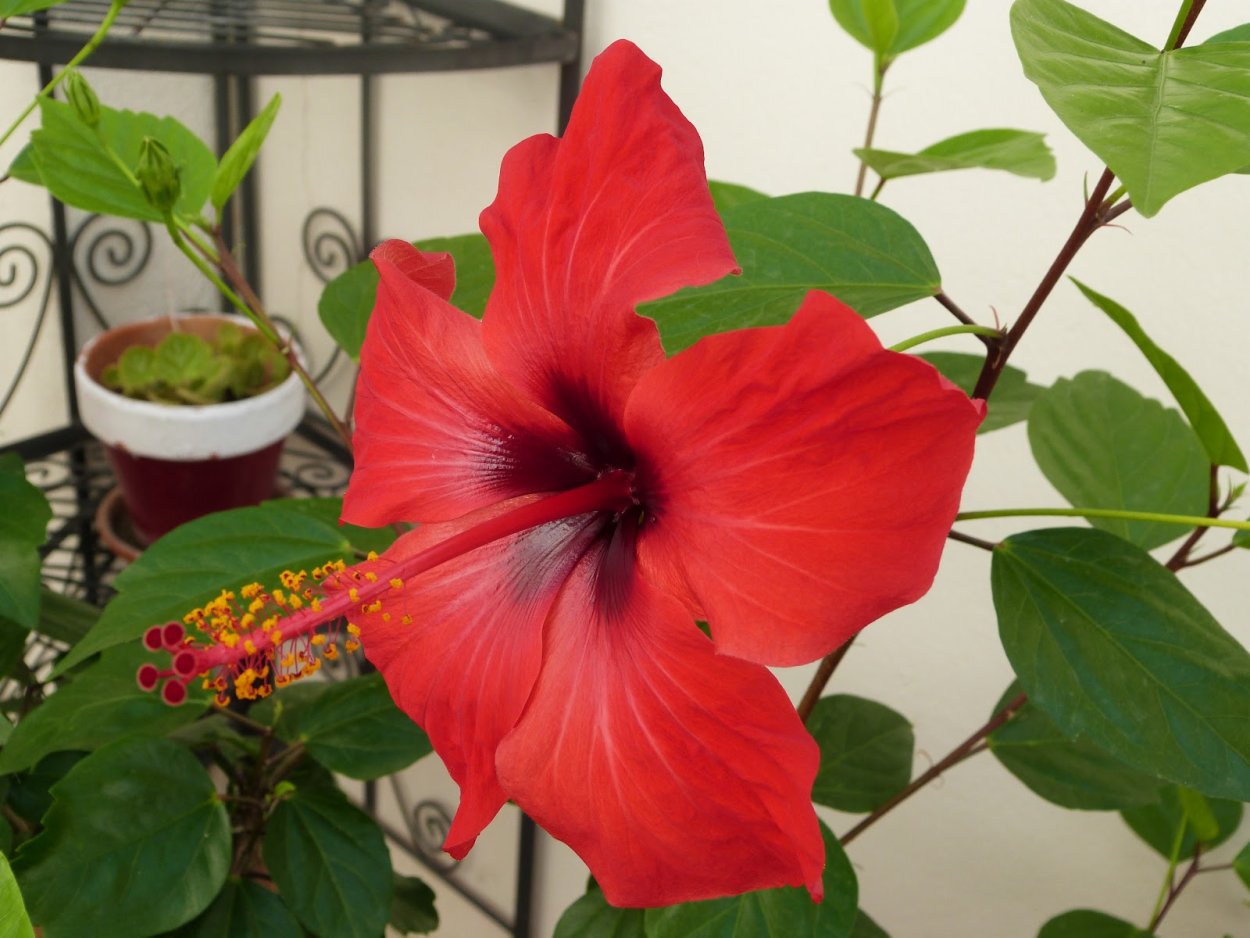 Каркаде гибискус растение