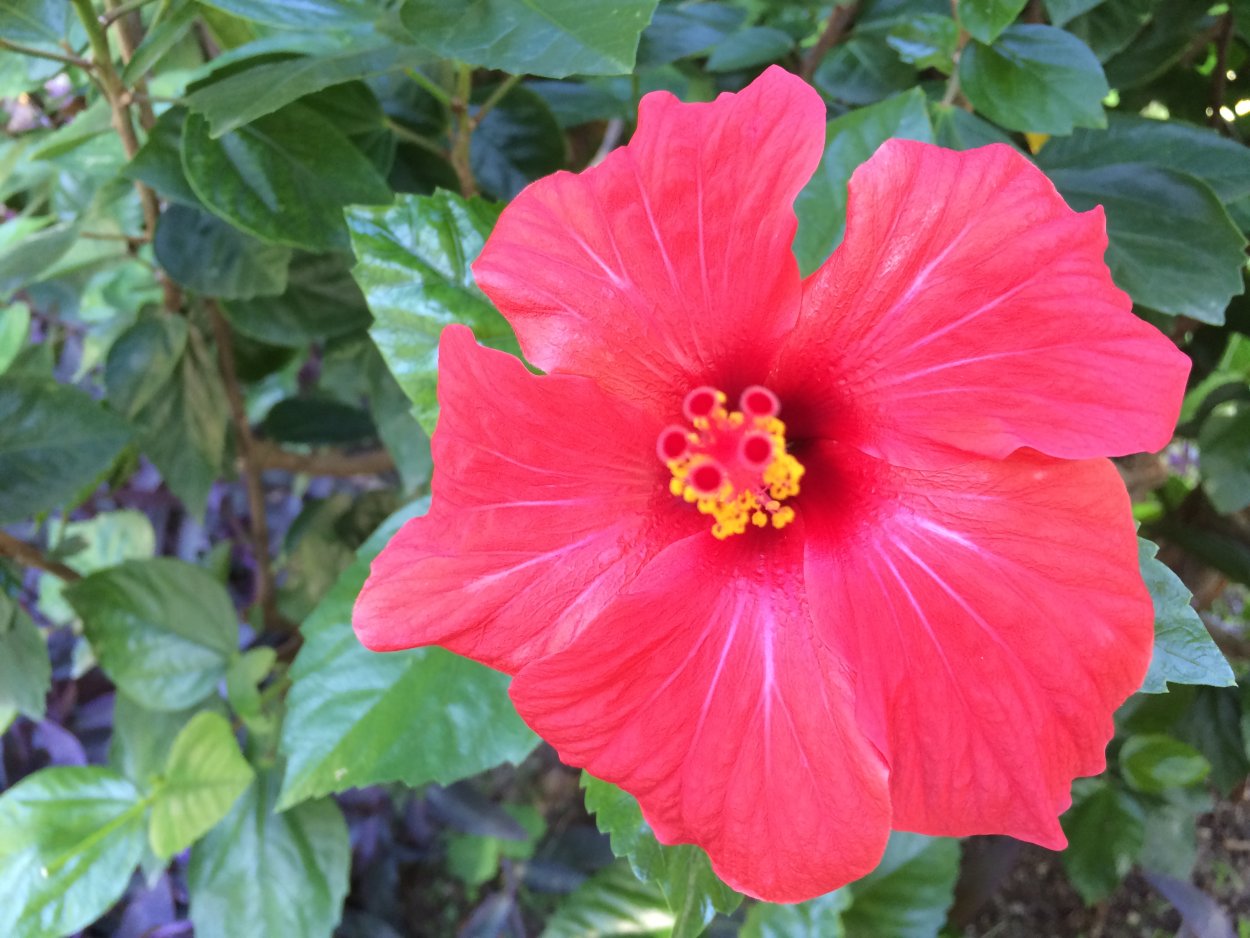 Гибискус Seminole Princess