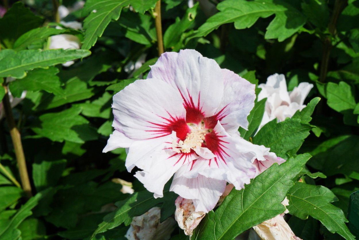 Гибискус фаербол