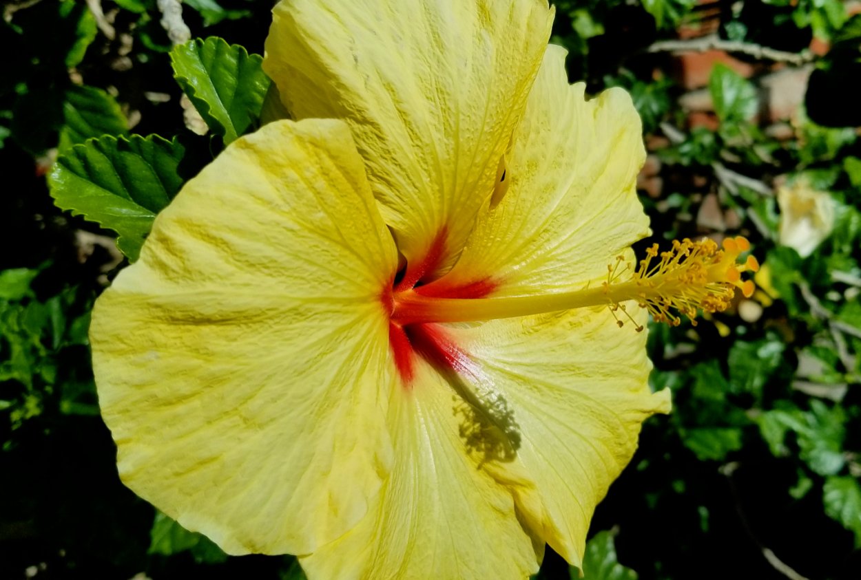 Однолетние гибискусы желтый