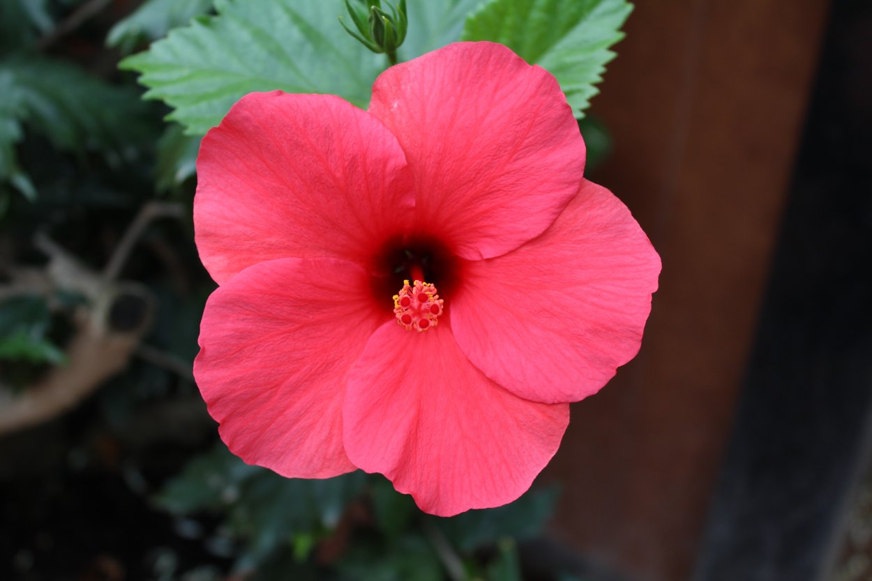 Белый каркаде (гибискус)