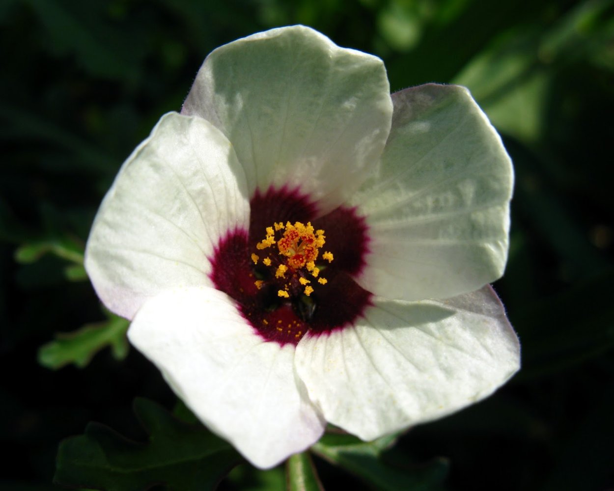 Гибискус китайский опыление