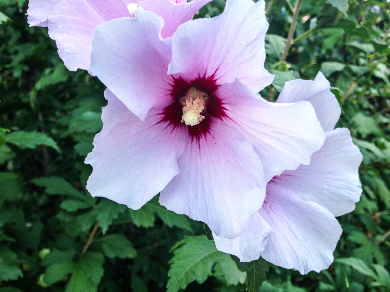 Гибискус садовый