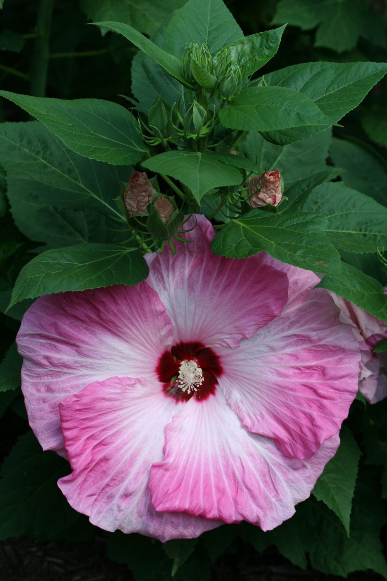 Гибискус желтый кустарник