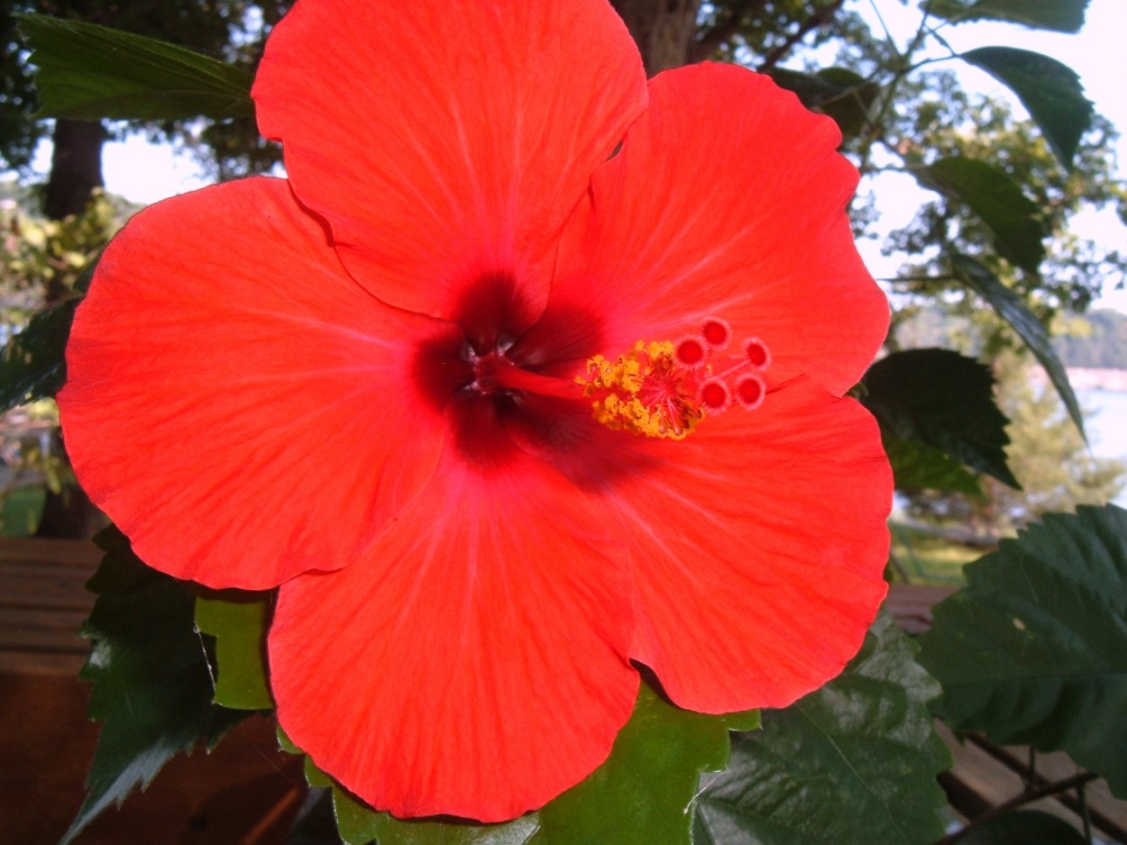 Гибискус красный Голландия