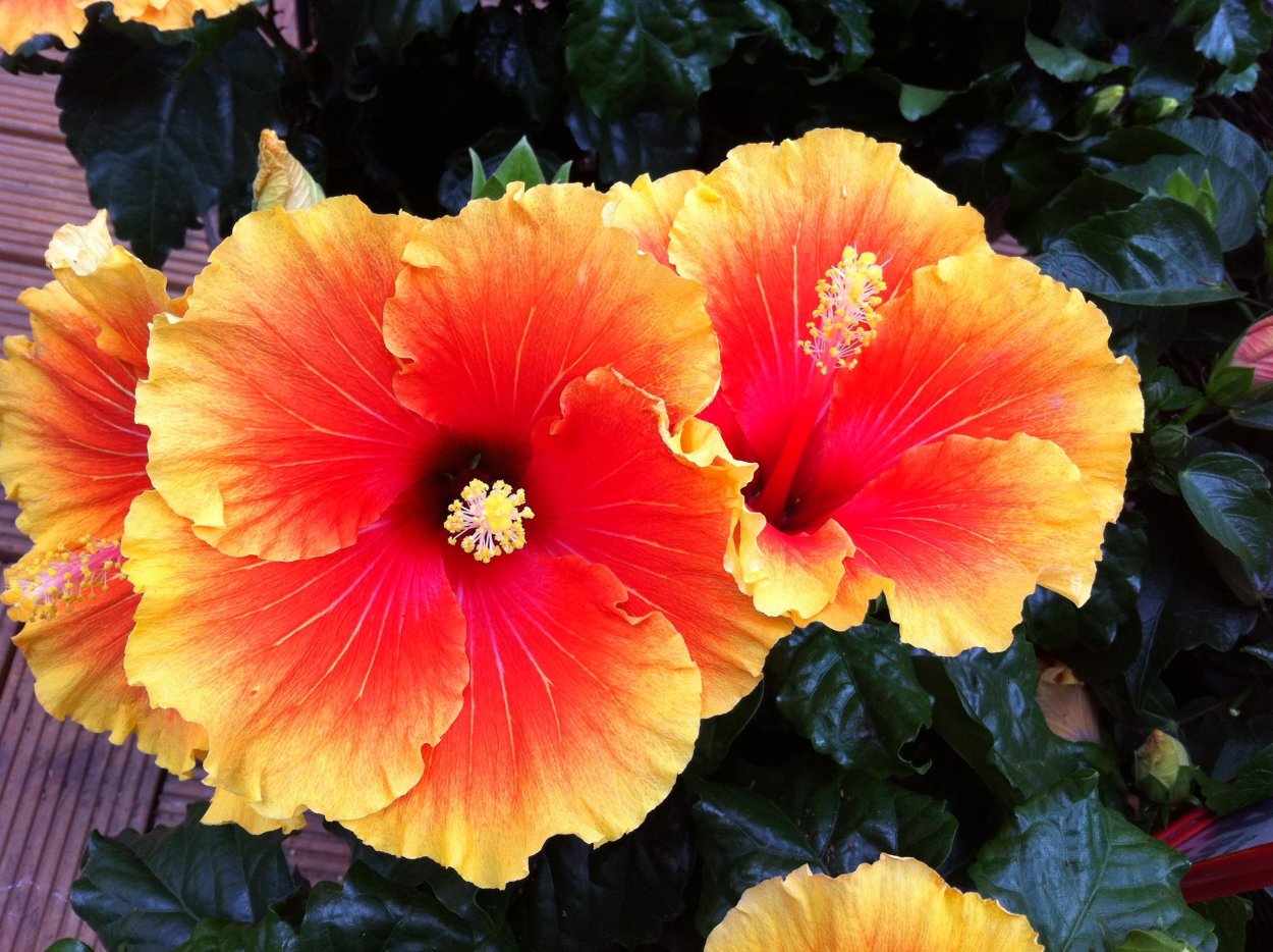 Гибискус красный садовый