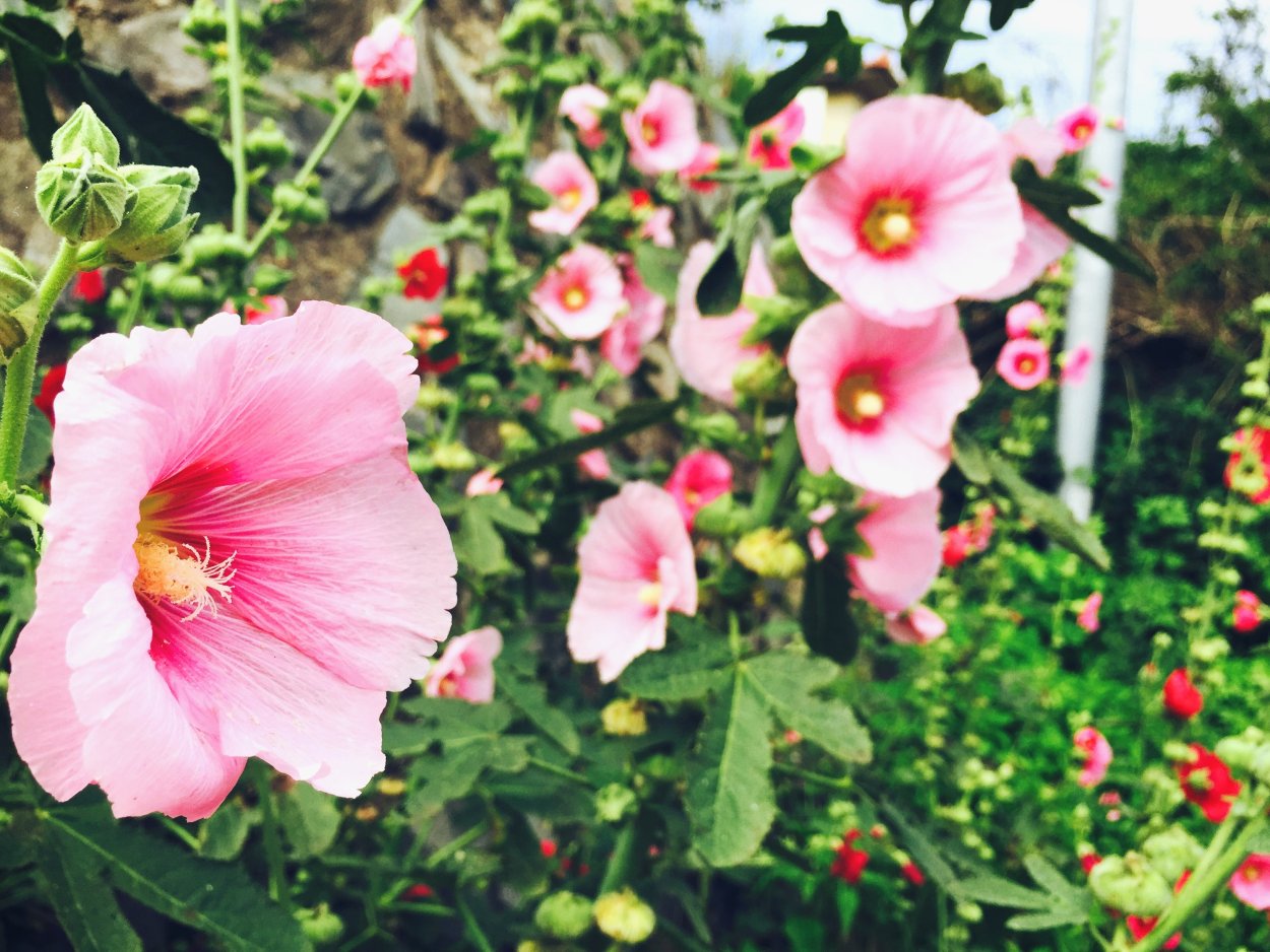 Гибискус садовый Мальва