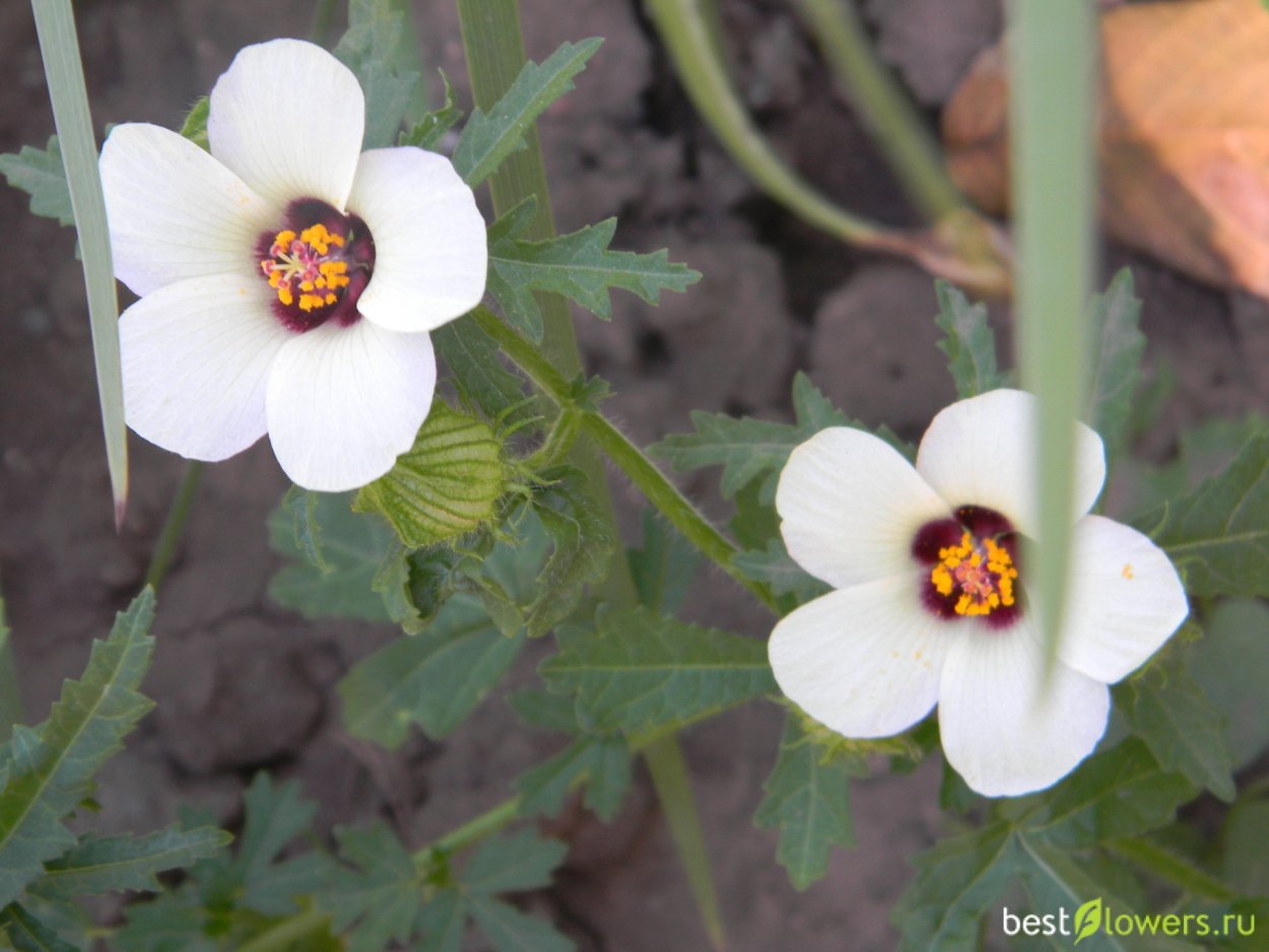 Гибискус красный Голландия