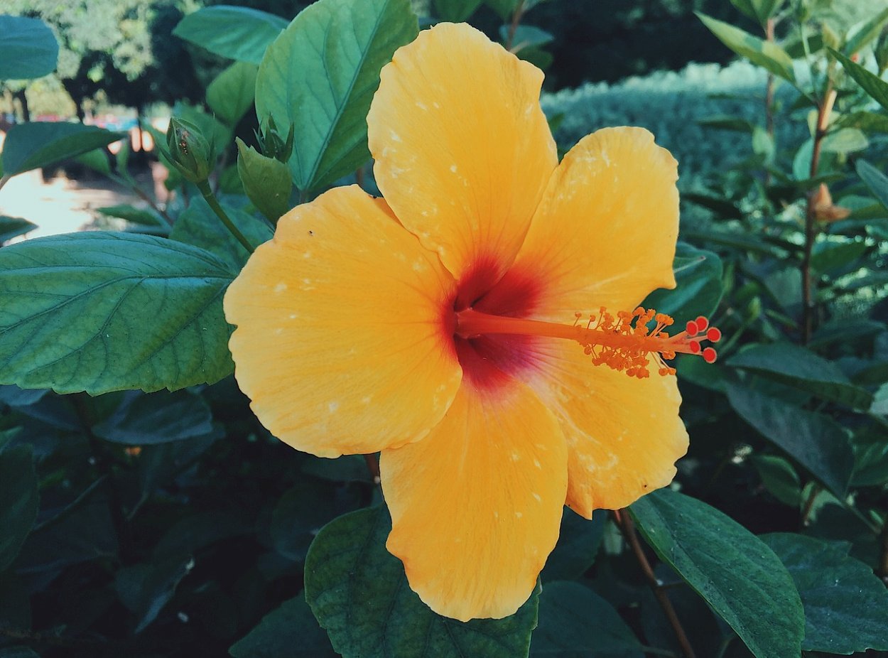 Гибискус китайский сорт Альмерия