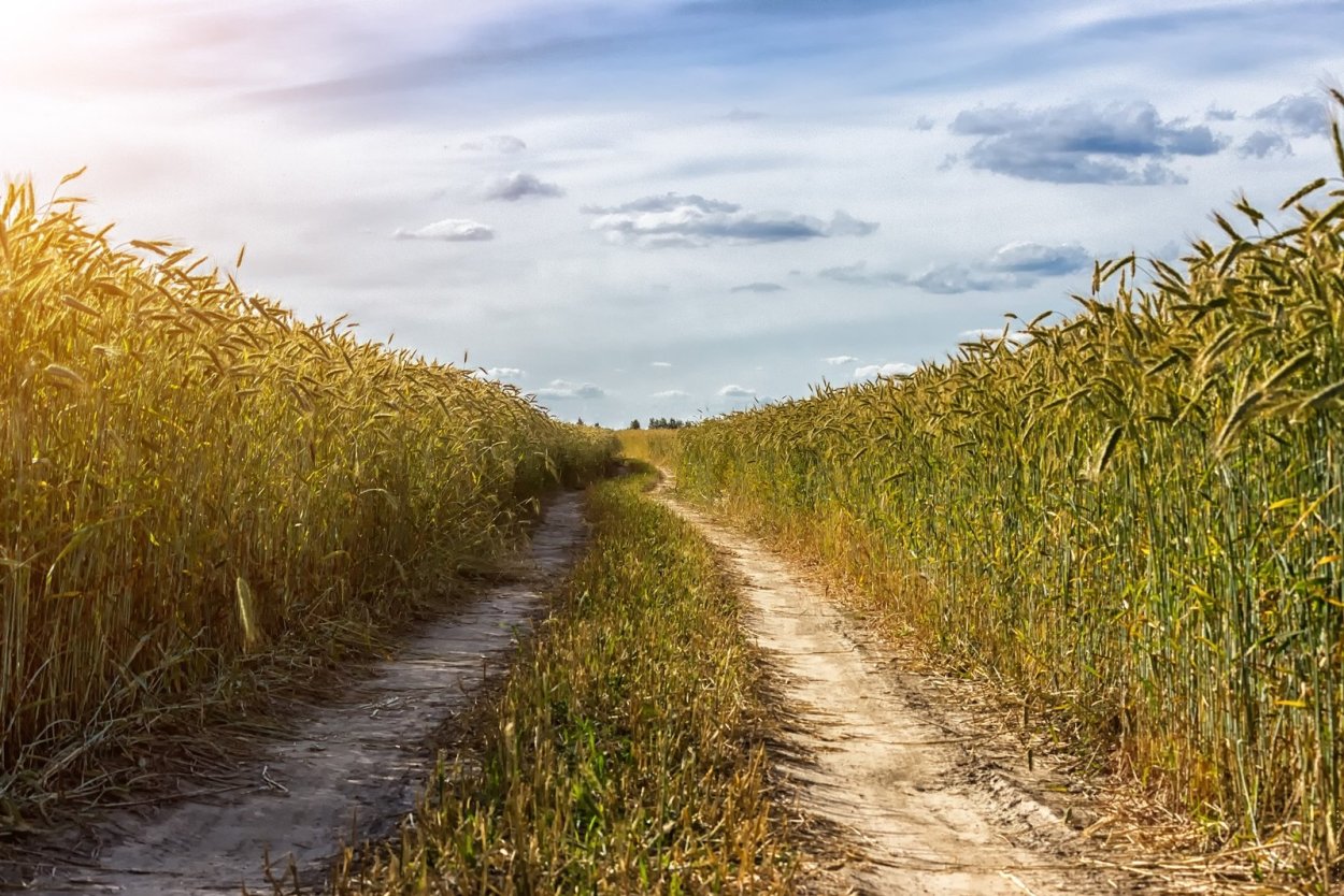 «Пшеничное поле — Противостояние» (Нью-Йорк, США)