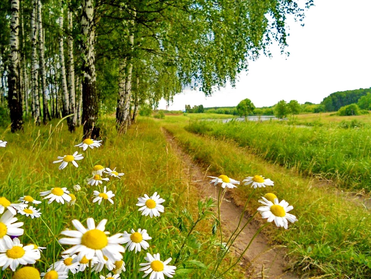 Красивые пейзажи с ромашками
