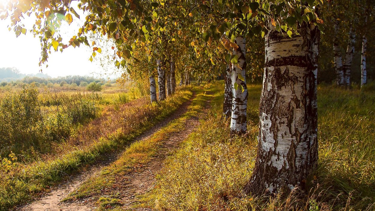 Природа Кировской области лес березы