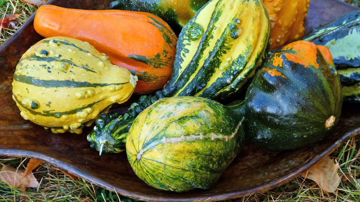 Кабачок белоплодный отличник